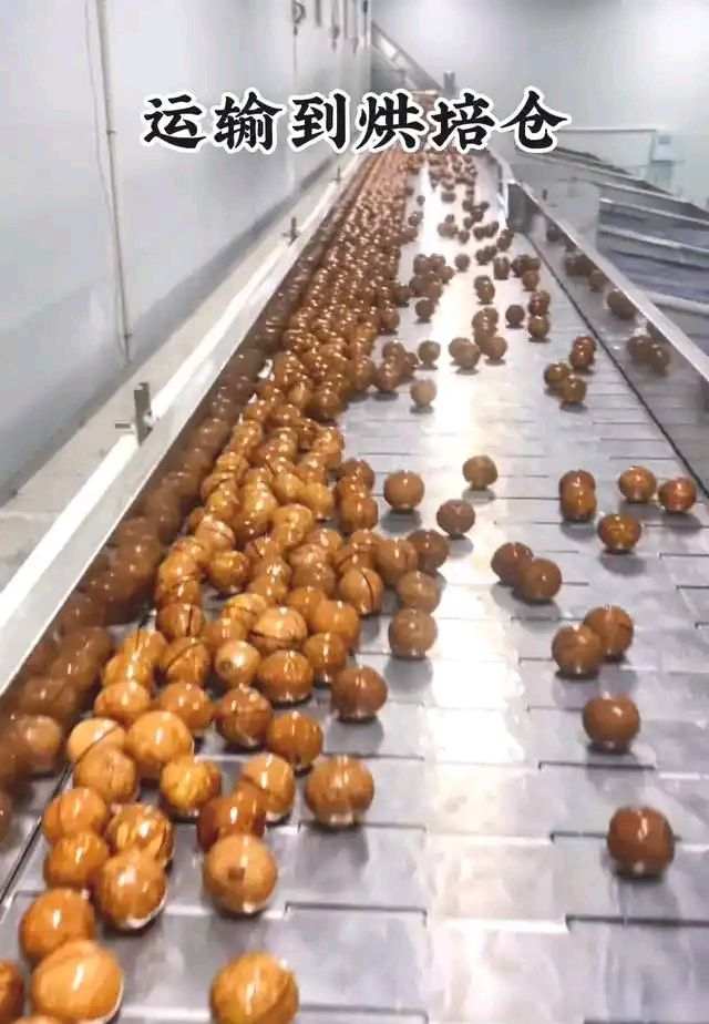 Noci di Macadamia al Gusto Vaniglia - Origine Cina - Cartone 5 Kg - Calibro 25