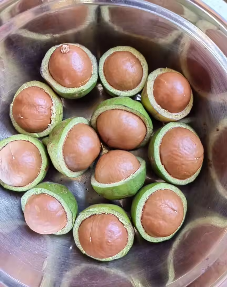 Noci di Macadamia al Gusto Vaniglia - Origine Cina - Cartone 5 Kg - Calibro 25