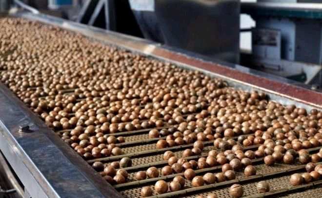 Noci di Macadamia al Gusto Vaniglia - Origine Cina - Cartone 5 Kg - Calibro 25