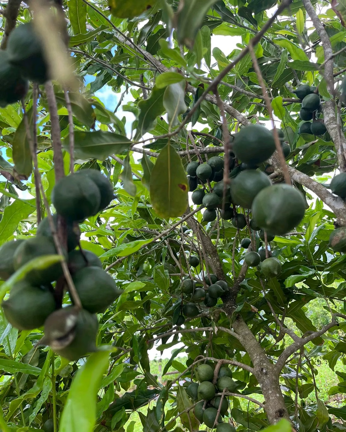 Noci di Macadamia al Gusto Vaniglia - Origine Cina - Cartone 5 Kg - Calibro 25